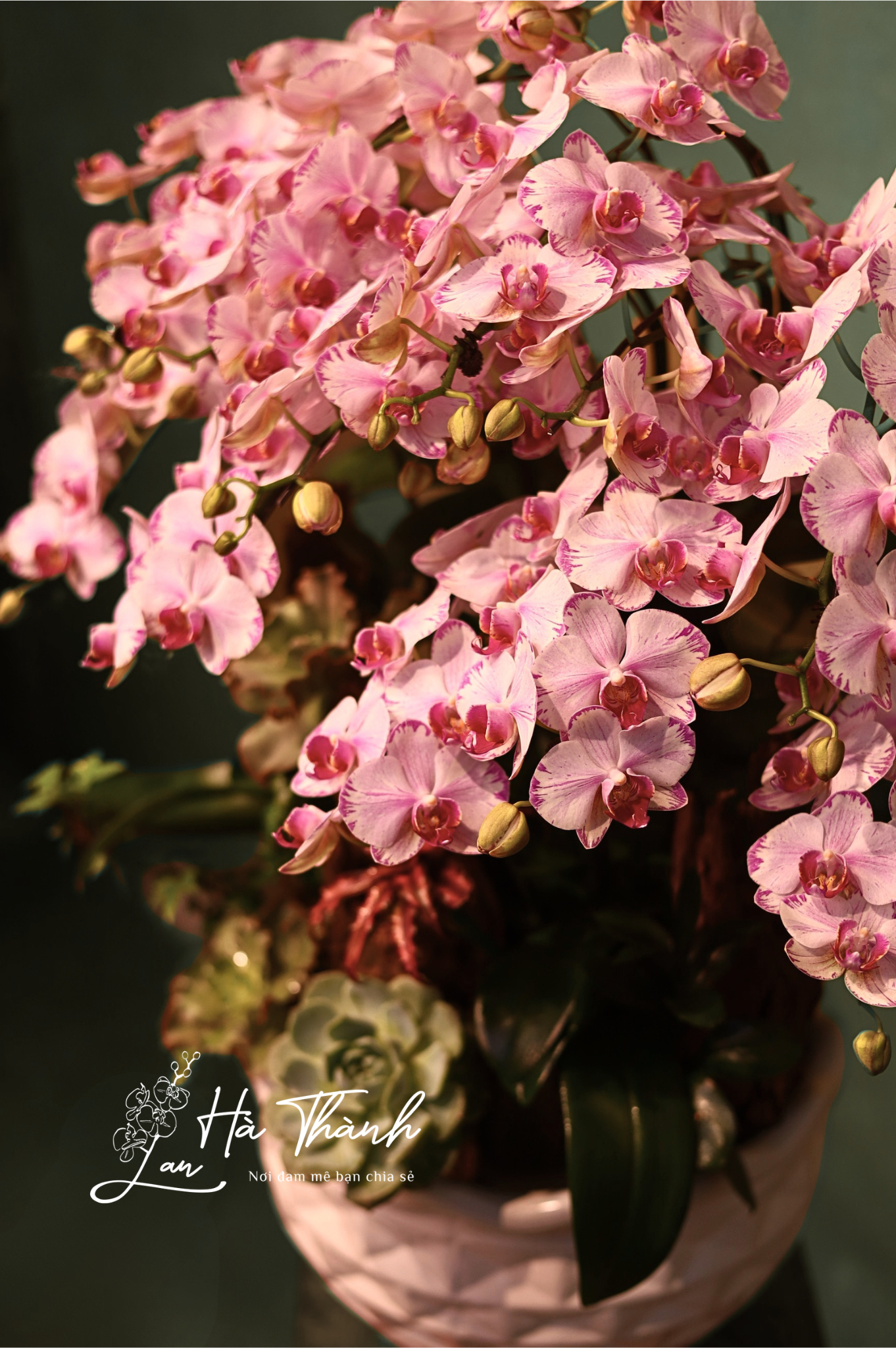 🌸 Chậu Lan Hồ Điệp mini tiểu cảnh trắng hồng – Nét tinh tế từ Lan Hà Thành